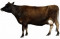 出售黑白花800－900斤肉牛