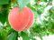 供应新鲜日本砂桃子，产地山东五莲，产量约10000斤