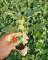 进口绿晶水果秋葵种子