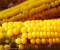 河南省周口市供应鲜玉米，价格0.6元