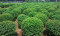 湖南省长沙市供应绿化苗木，价格面议