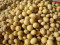黄豆生产厂/有机黄豆生产厂家/温释有机农场有机黄豆