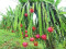 安徽南北水果研究所---基地常年提供鲜果及优质台湾红心火龙果苗