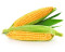 甘肃600吨饲料玉米出售需要的联系