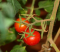 银川莲湖普罗旺斯西红柿